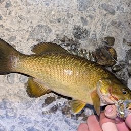 スモールマウスバス