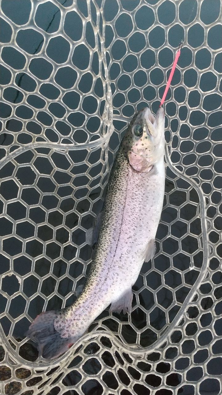 レインボートラウト