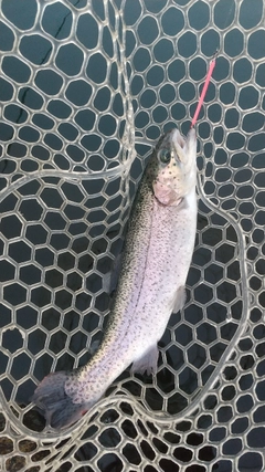 レインボートラウトの釣果