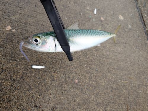 サバの釣果