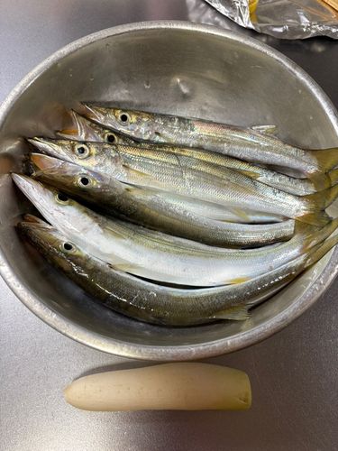カマスの釣果