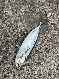 マルソウダの釣果