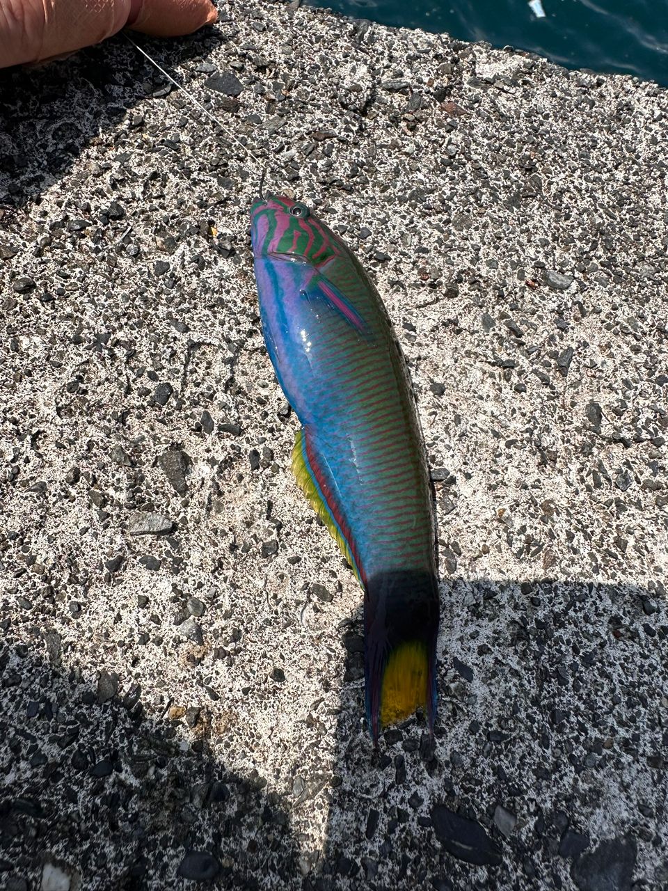 シマノ(SHIMANO) ロッド 22 セフィアBB　S89M 新品未使用 シマノ 22セフィアBB S89M（スピニング）□梱包サイズ：170