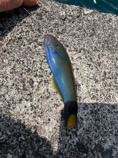 オトメベラの釣果