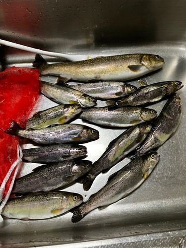 ニジマスの釣果