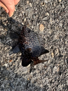 イシガキダイの釣果