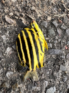 カゴカキダイの釣果