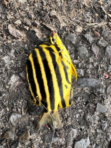 カゴカキダイの釣果