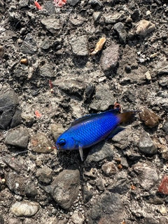 ソラスズメダイの釣果