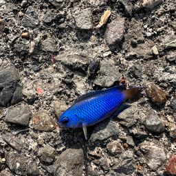 ソラスズメダイ