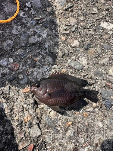 スズメダイの釣果