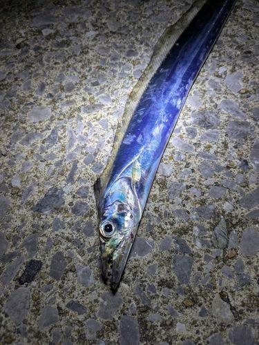 タチウオの釣果