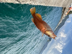 アカササノハベラの釣果