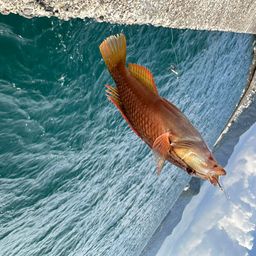 アカササノハベラ