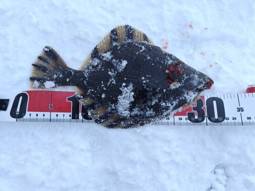 カワガレイの釣果