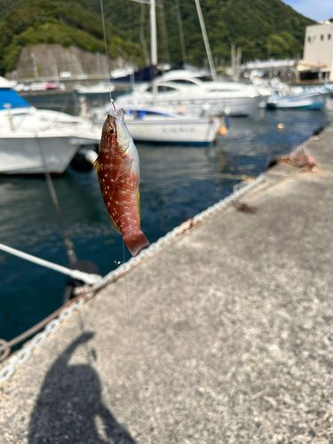 ホシササノハベラの釣果