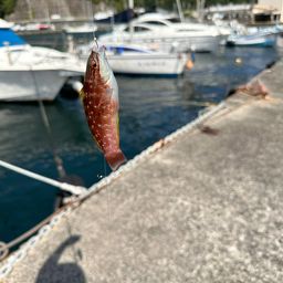 ホシササノハベラ