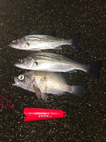 クロメバルの釣果