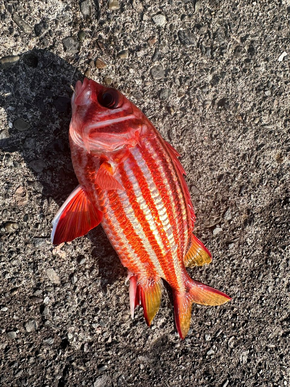 AbuGarcia ズームサファリ ZMSS-605Lの最安値・インプレ・釣果 | 本音