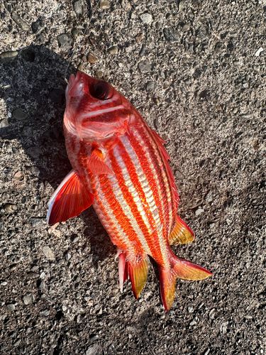 アヤメエビスの釣果