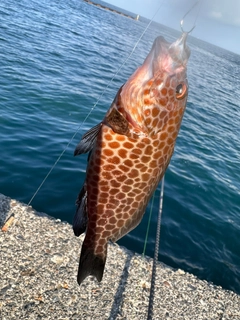 オオモンハタの釣果