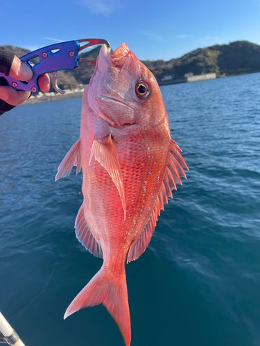 カワハギの釣果