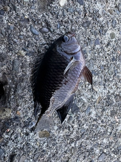 スズメダイの釣果