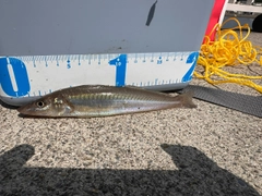 シロギスの釣果