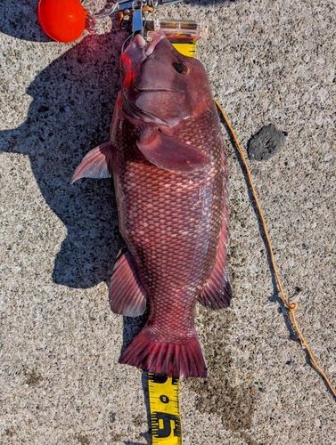 コブダイの釣果