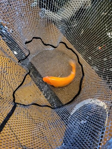 キンギョの釣果