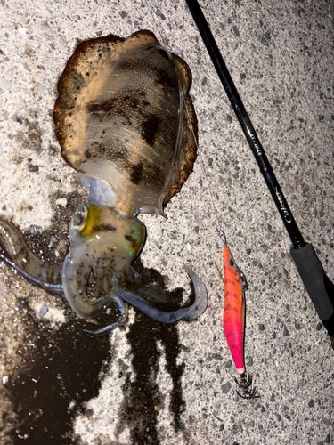 アオリイカの釣果