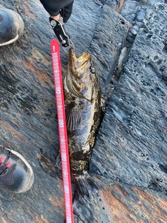 ベッコウゾイの釣果