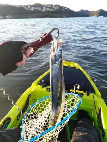 タチウオの釣果