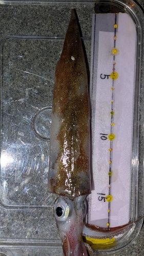 ヤリイカの釣果