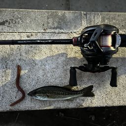 ラージマウスバス