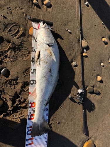 オオニベの釣果