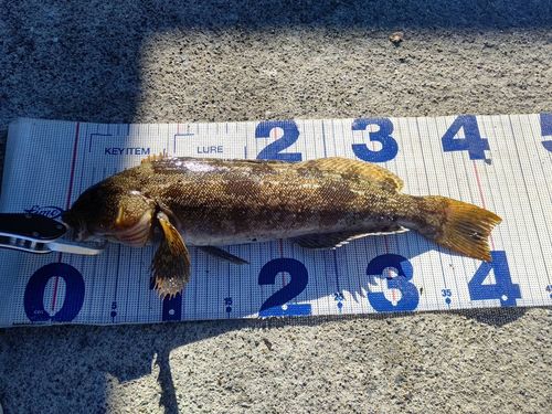 アイナメの釣果