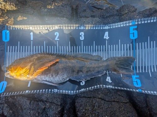 アイナメの釣果