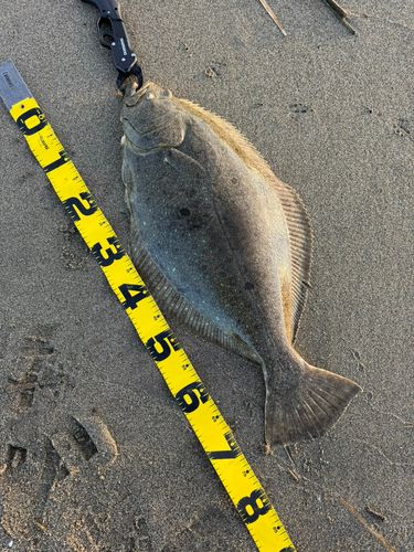 ヒラメの釣果