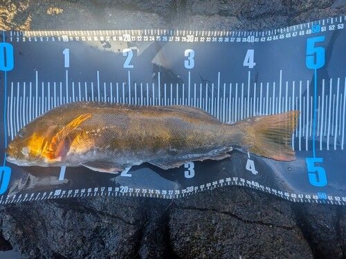 アイナメの釣果