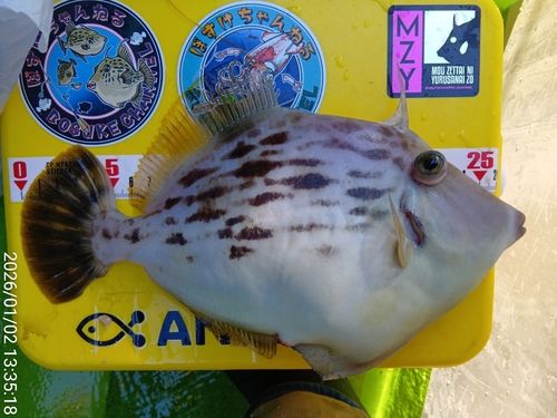 カワハギの釣果