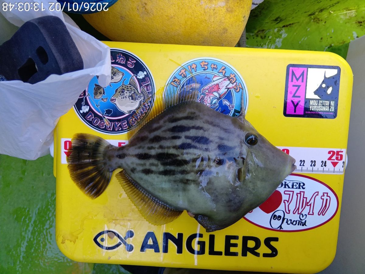 にゃんすけさんの釣果 2枚目の画像