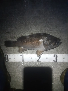 クロソイの釣果