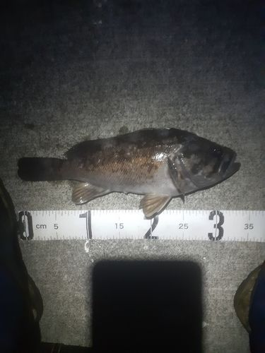 クロソイの釣果