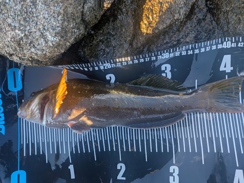 アイナメの釣果