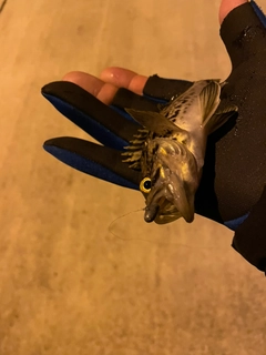 クロソイの釣果