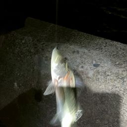 セイゴ（ヒラスズキ）