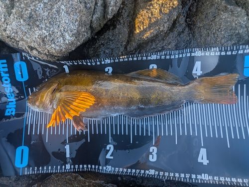 アイナメの釣果