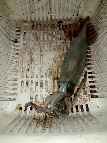 スルメイカの釣果