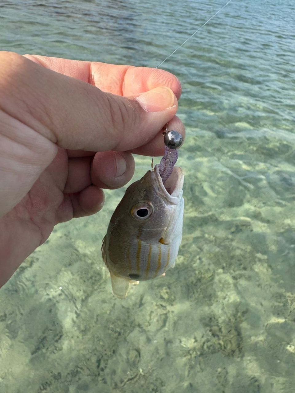 イッテンフエダイ